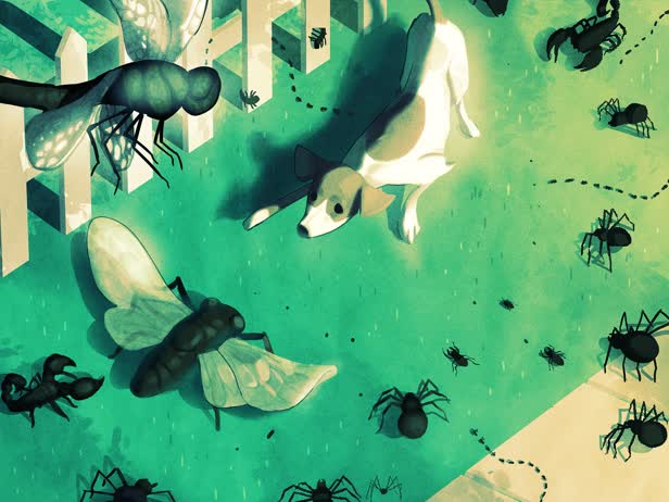 Year 2050: Insects / Vice