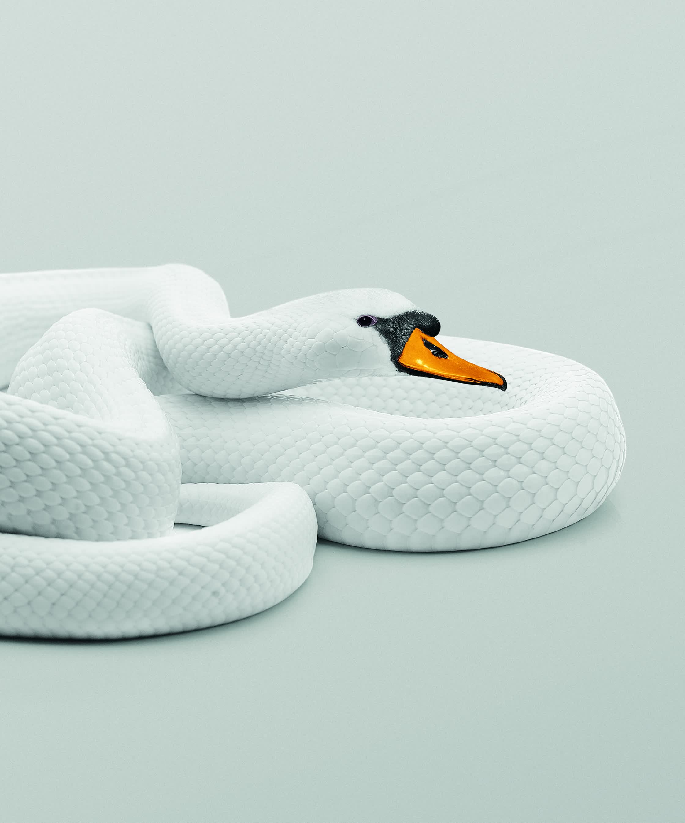 SSSNAKE - PERSONAL.jpg