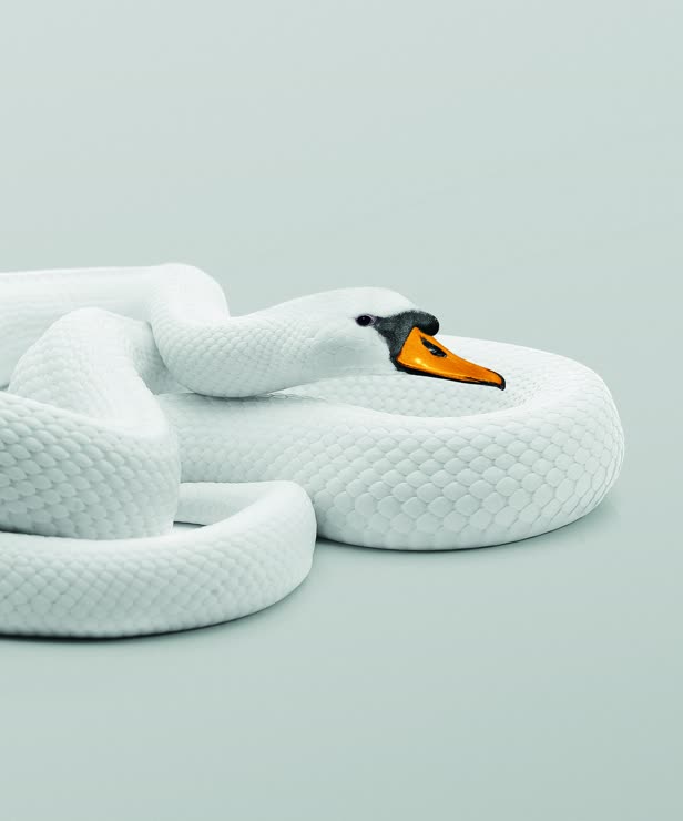 Sssnake / Personal Work