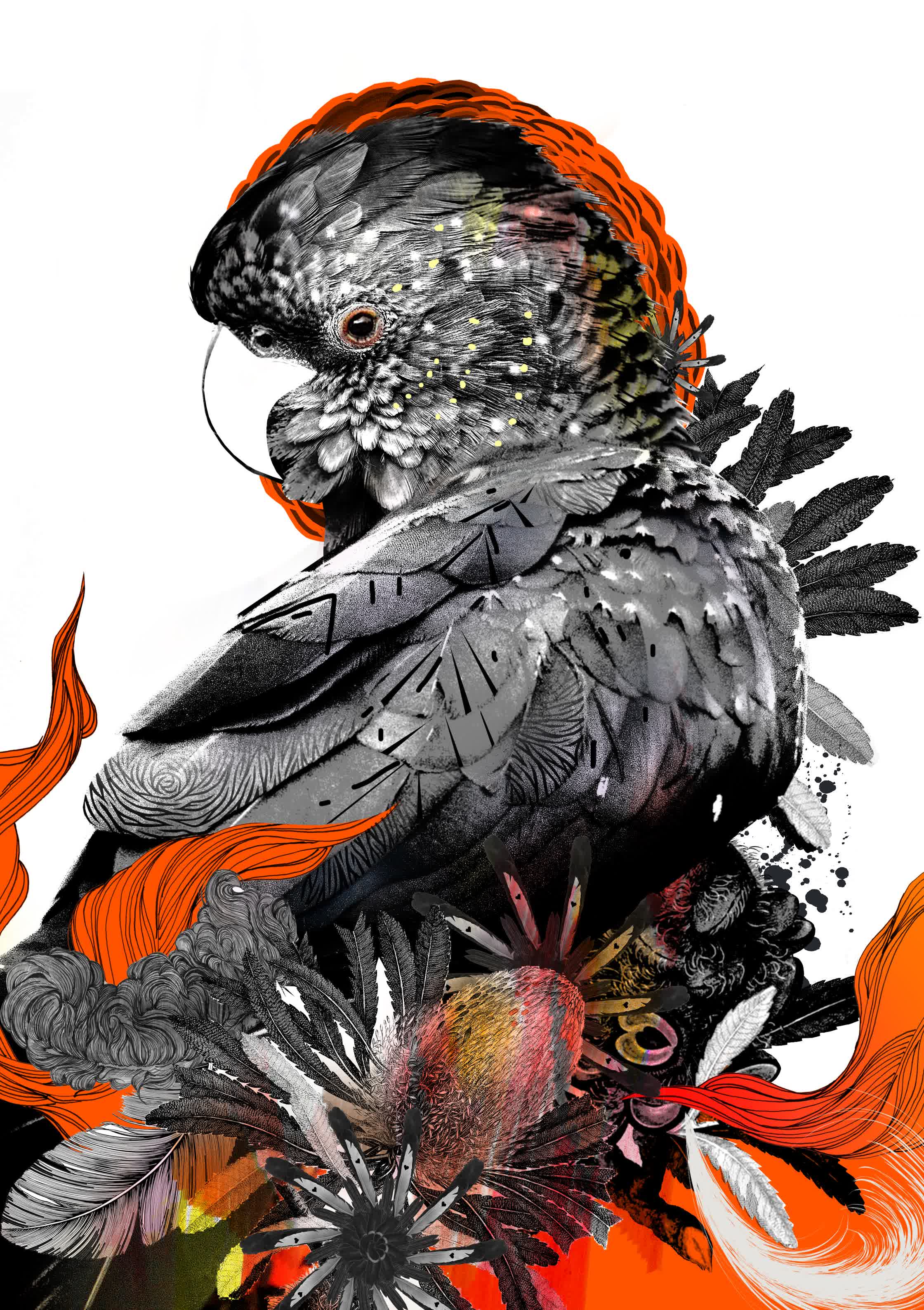 Red-Tailed-Black-Cockatoo-Personal_ limited edition print.jpg