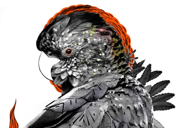 Red-Tailed-Black-Cockatoo-Personal_ limited edition print.jpg