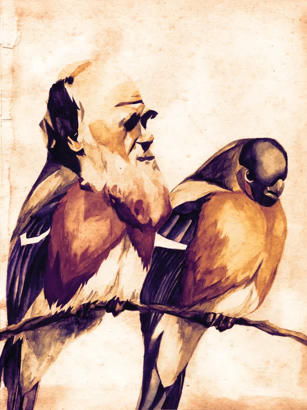 Darwin's Finches