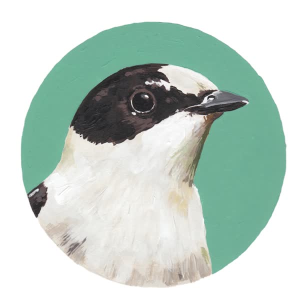 Collared Flycatcher / Paul Smith