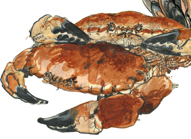 Cromer Crabs Waitrose Food Illustrated