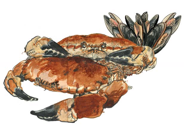 Cromer Crabs Waitrose Food Illustrated