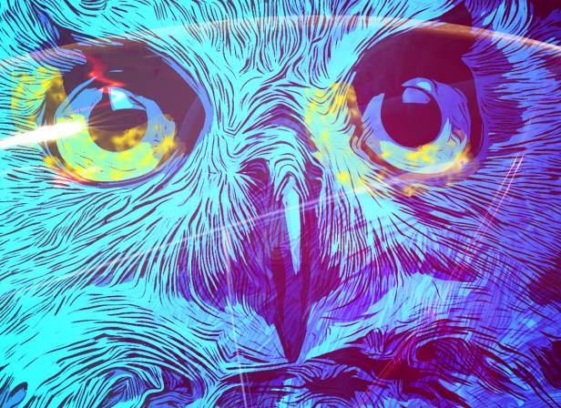 Owl &amp; the Night