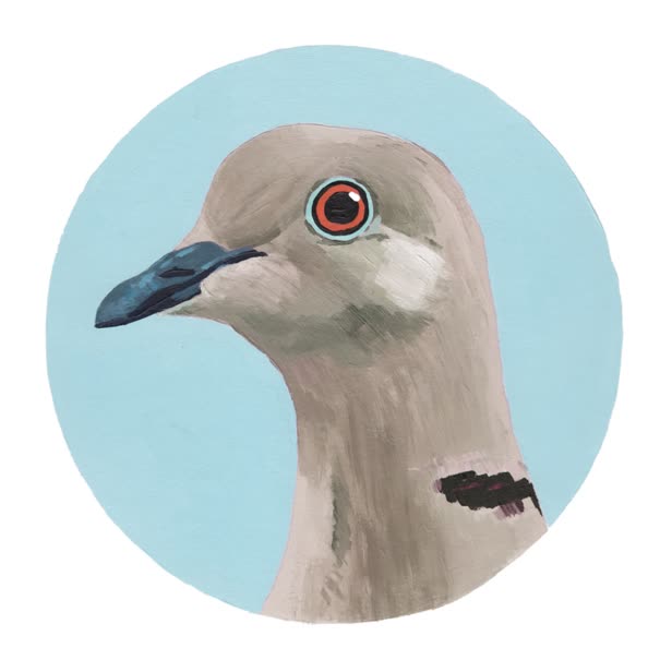 Collared Dove / Paul Smith