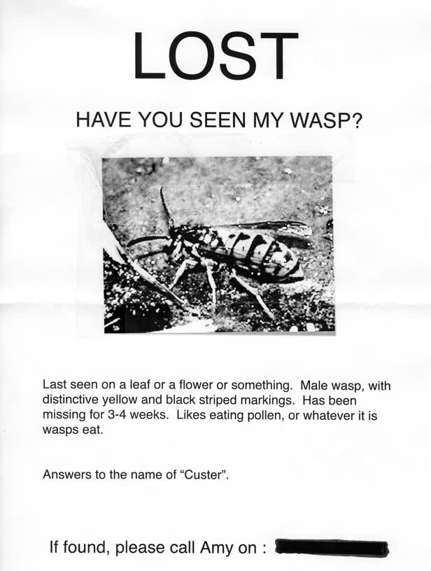 Lost. Have You Seen My Wasp?