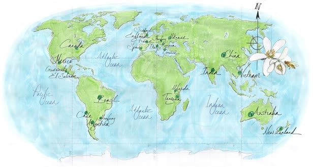 World Map Rowse Honey / The Branding Company