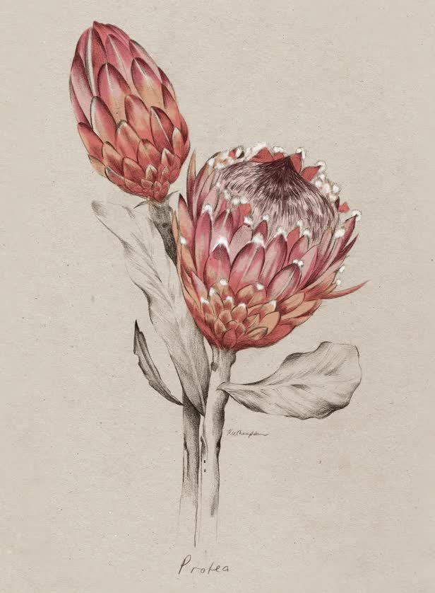 Protea NZ Home and Garden Magazine