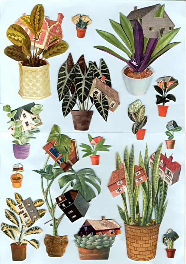 Houseplants 2