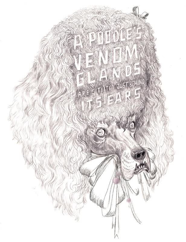 Poodle Venom