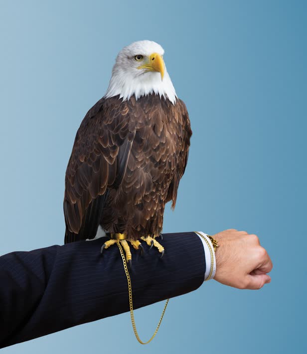 Election Eagle The Atlantic Magazine